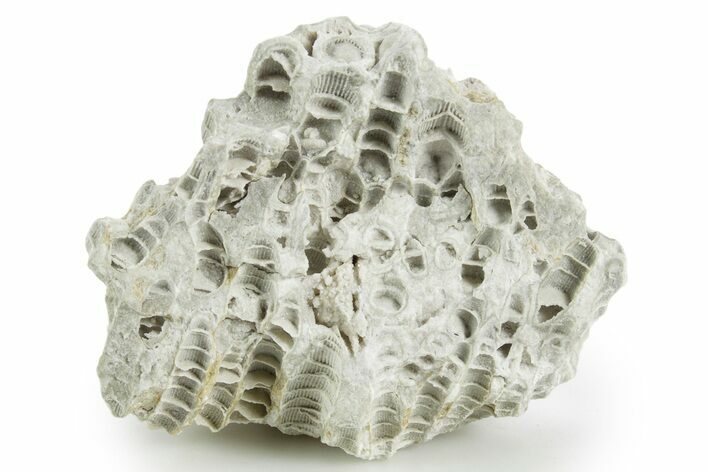 Silurian Dolostone w/ Sparkling Fossil Coral (Fletcheria) - Ohio #346083